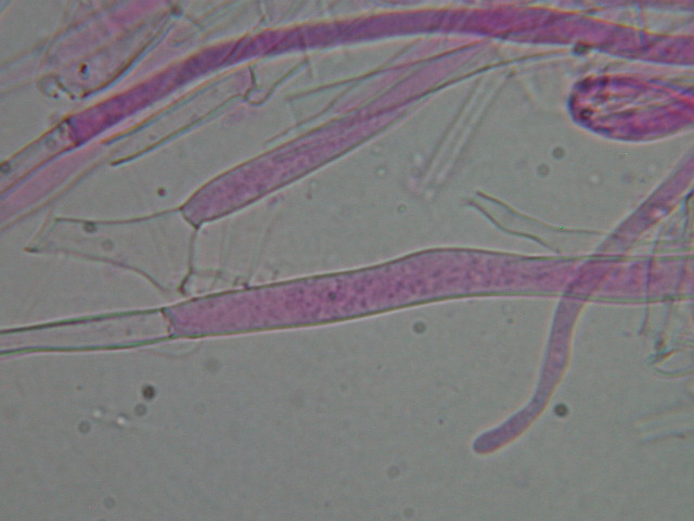 Clitocybe odora var.alba ..... in Abruzzo